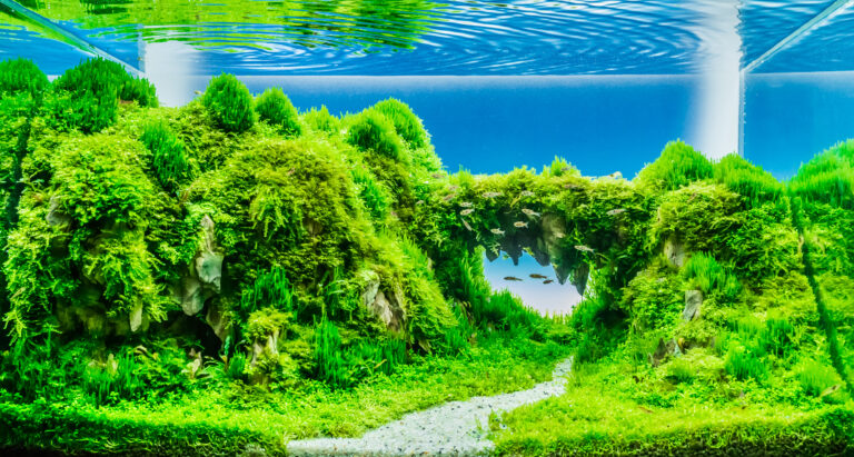 Nature style aquascape with lush green moss and planted aquarium landscape