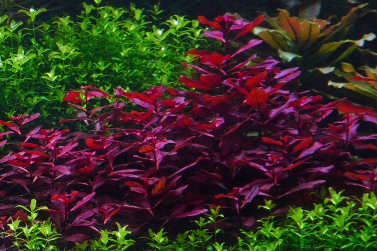 Vibrant aquatic plants in aquarium