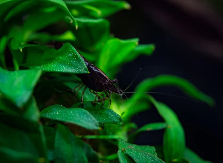 Black shrimp among green leaves