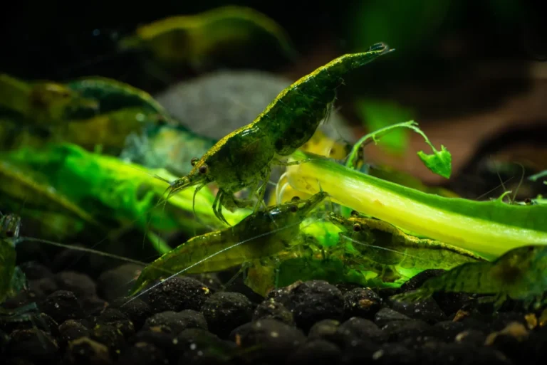 A group of green jade shrimps.