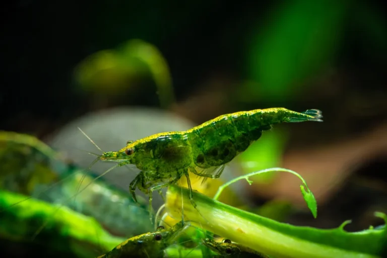 Close-up of a neocaridina davidi green jade shrimp variant.