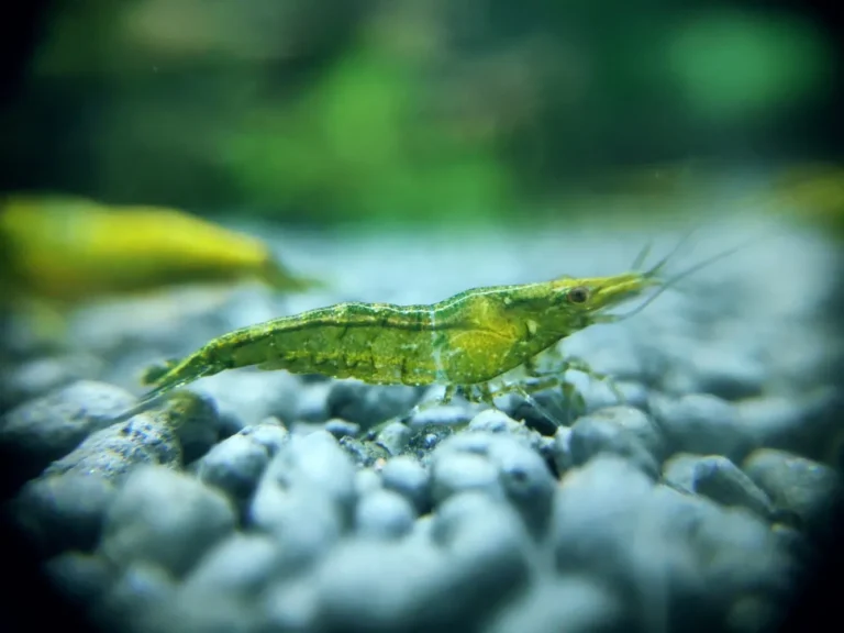 Detailed look at green jade shrimp on aquarium gravel.