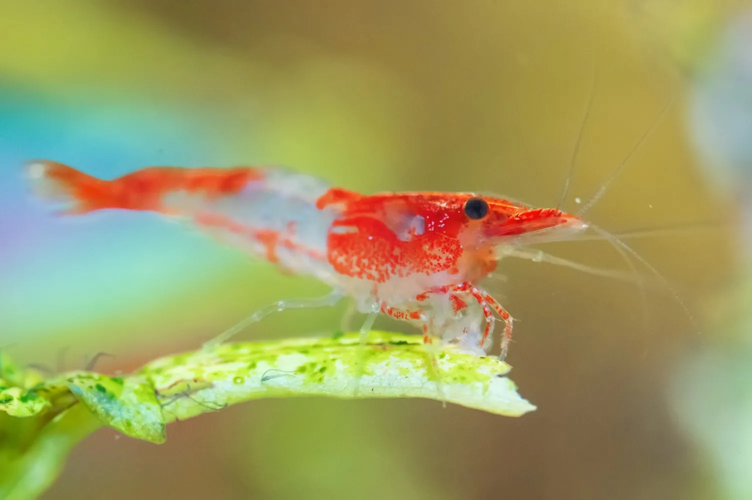 Red Ril Red Rili Shrimp – Care Guide and Profile