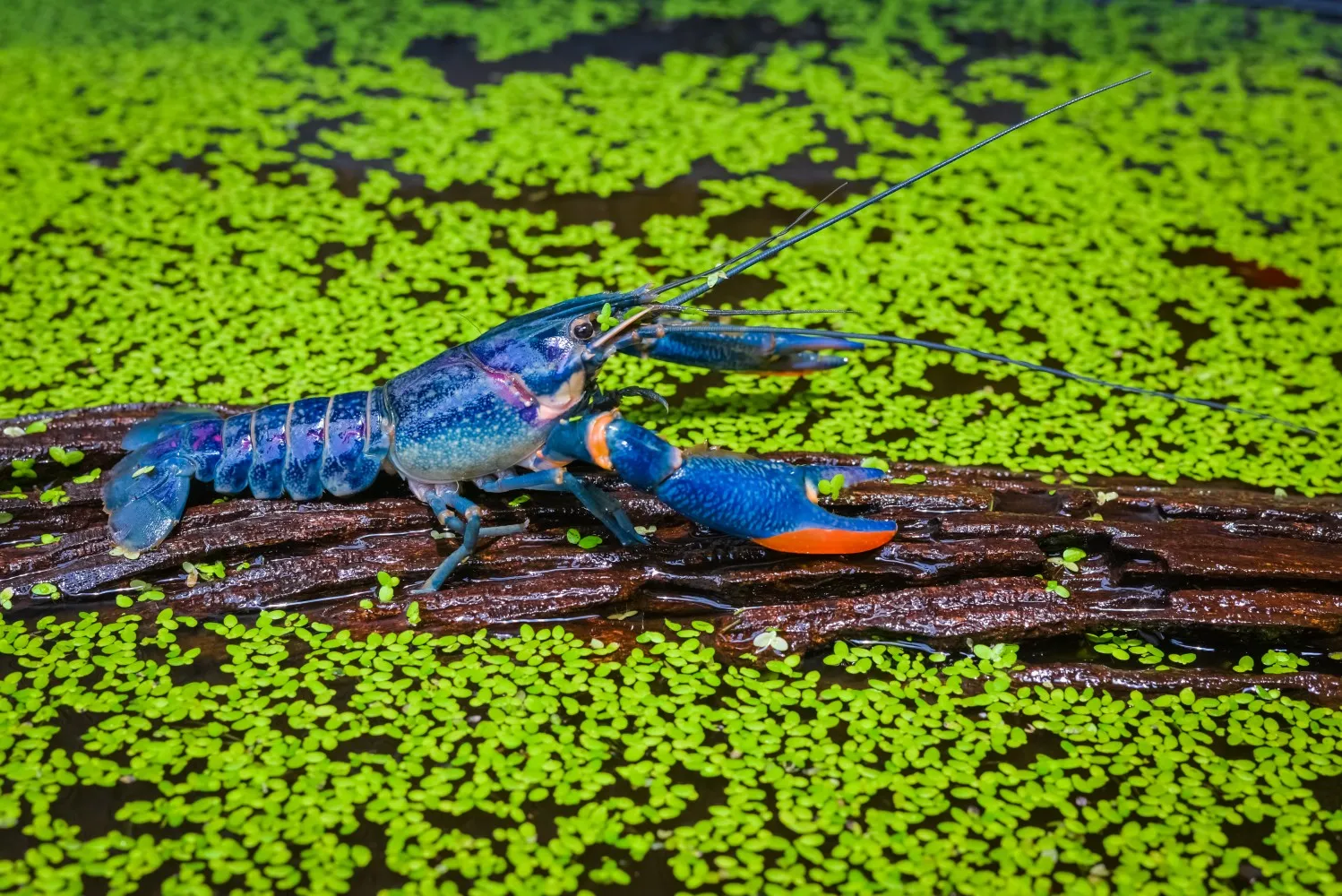Red Claw Crayfish – Care Guide and Profile